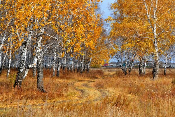 Leaf fall in the autumn forest