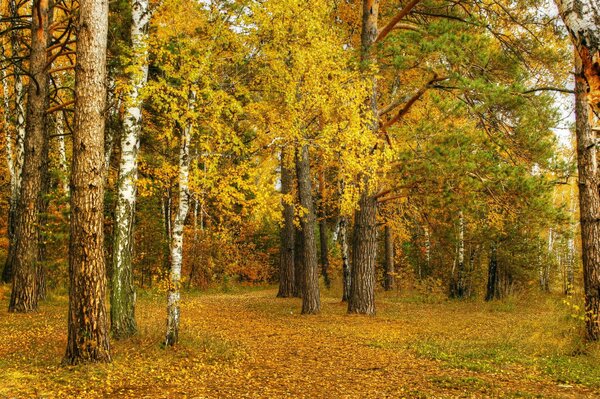 Желтые березы в осенней роще