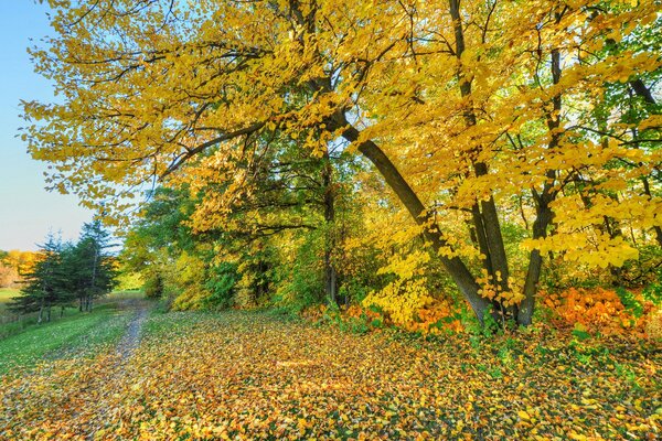 Camino en el parque de otoño entre los árboles