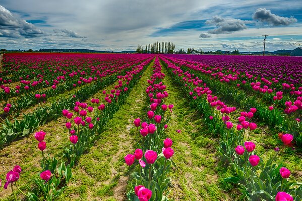 Pole różowych tulipanów w pochmurny dzień