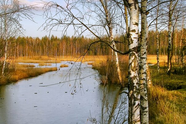 Осенний лес, березы на берегу реки