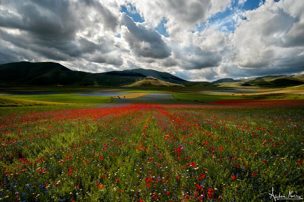 Belleza de la naturaleza. Un campo de tulipanes bajo las nubes cumulonimbus