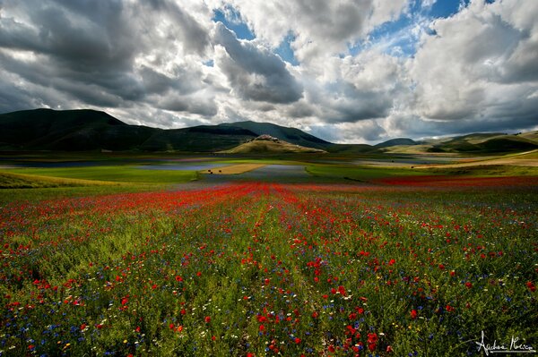 La beauté de la nature. Champ de tulipes sous les Cumulus