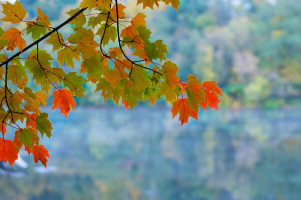 Acero autunnale. sopra l acqua