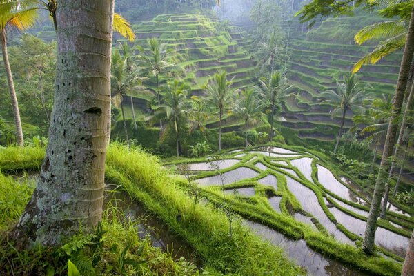 Fancy lawn patterns on the water