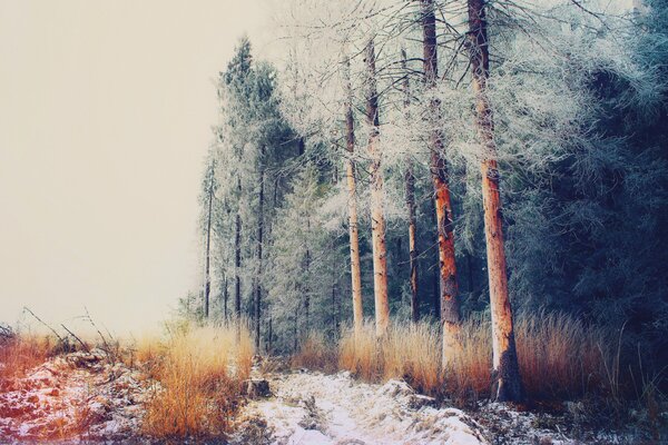 Russischer Wald im Dezember