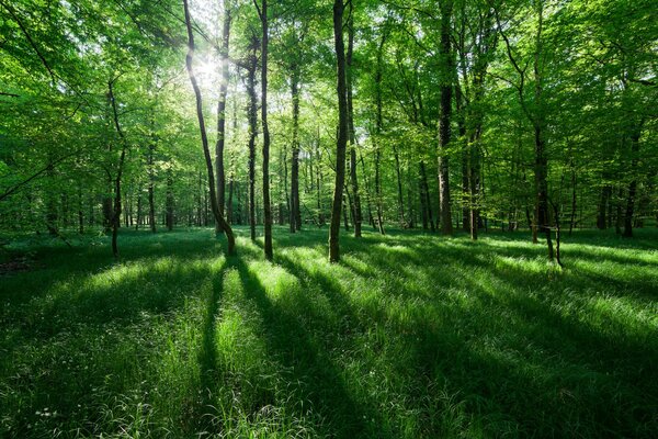 Leaking light among the trees