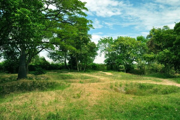 Peinture de verdure sur la clairière