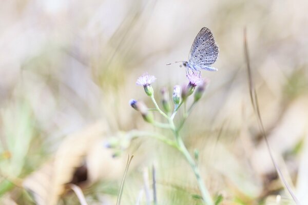 Papillon sur une fleur parmi le feuillage