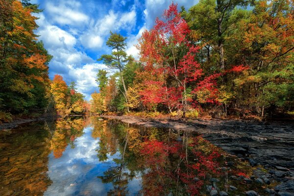 Paesaggio autunnale di alberi che si riflettono nel lago