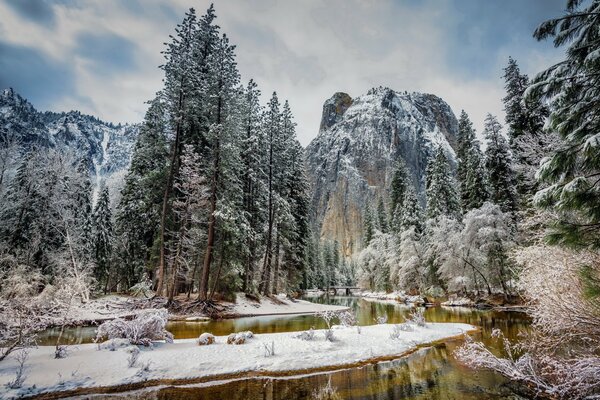 Snow-covered coniferous forest on the background of winter mountains