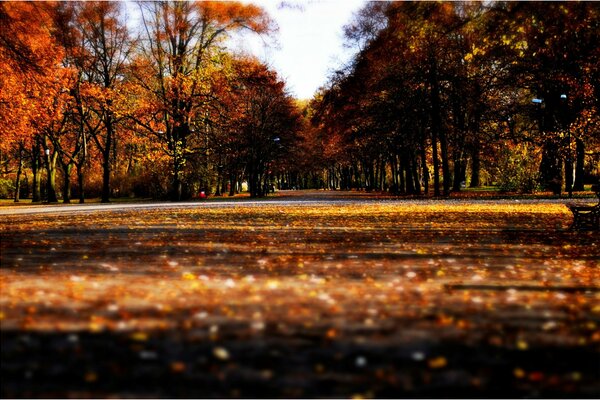 Hermoso callejón de otoño en el parque