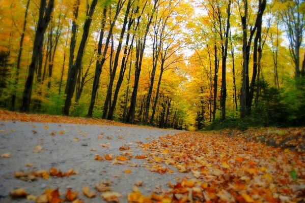 El otoño llena el parque con el follaje dorado de los árboles