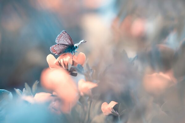 Papillon gelé sur une fleur fragile