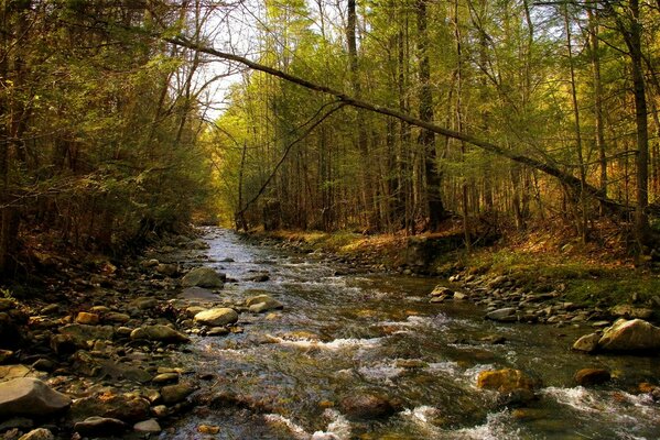 Forêt de printemps rivière et pierres