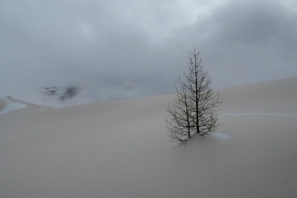 A lonely tree freezes in winter