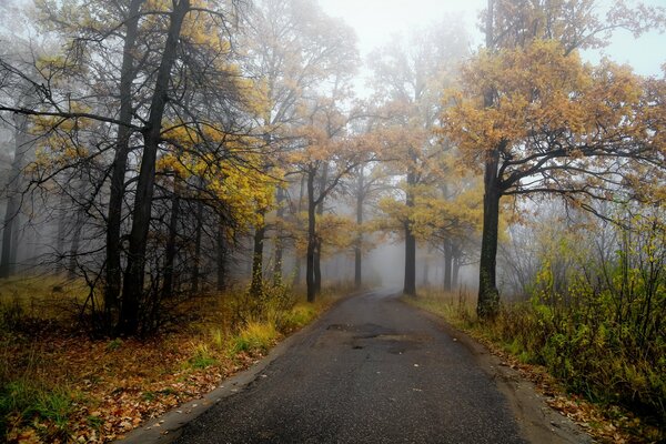 Paisaje de otoño en el bosque