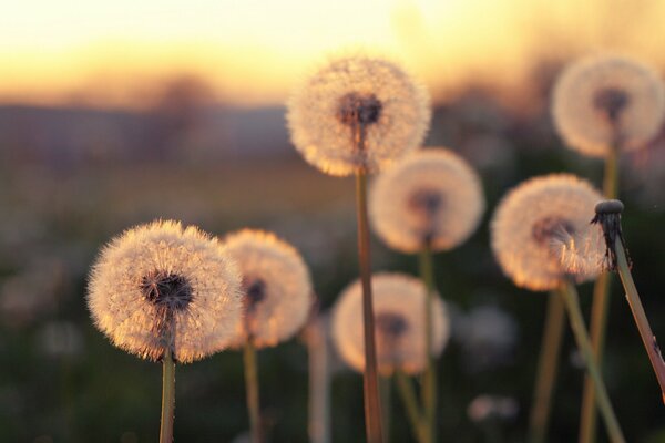 Sunset on a field with white dandelions