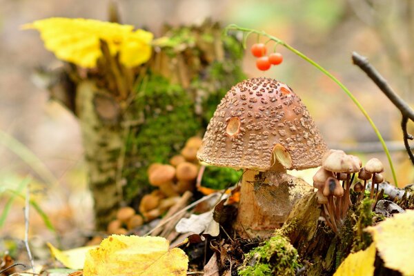 A mushroom with a pimpled cap will grow among autumn leaves and berries in the forest