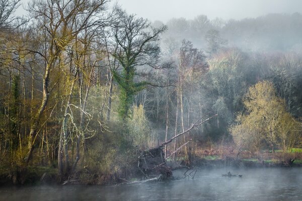 Niebla oscura junto al río en el bosque