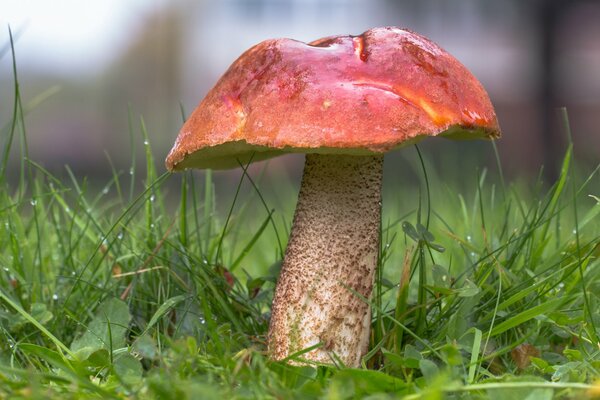 A beautiful thick mushroom with a red cap growing on green grass in dew