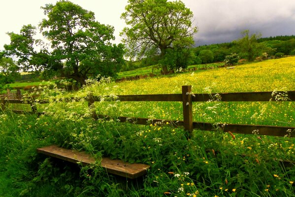 Belle nature en été. Détente