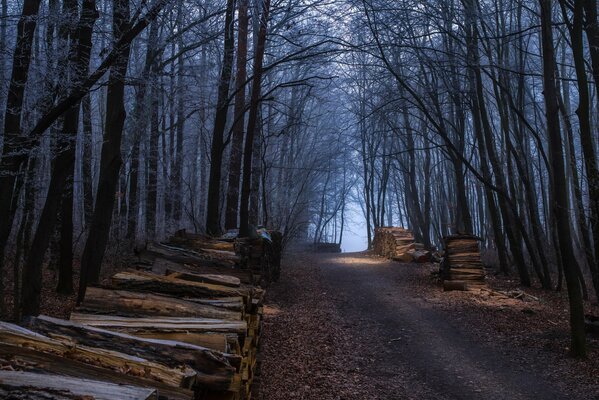 Autumn forest, road, firewood