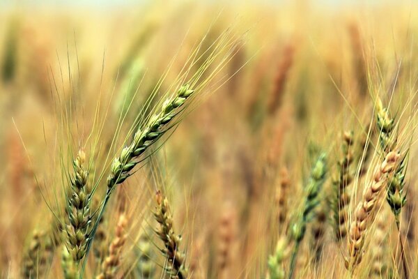 The harvest in the field is our bread