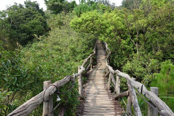 Un puente frágil en el verde matorral del bosque