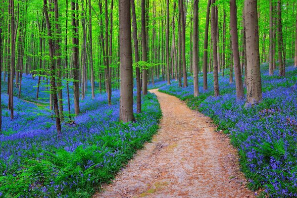 Forest path between trees and bluebells