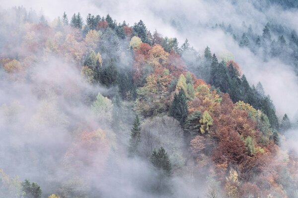 Foresta nebbiosa in autunno in montagna