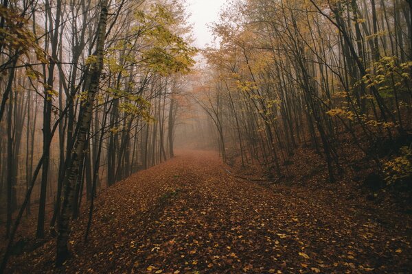 Laubfall in einem düsteren Wald