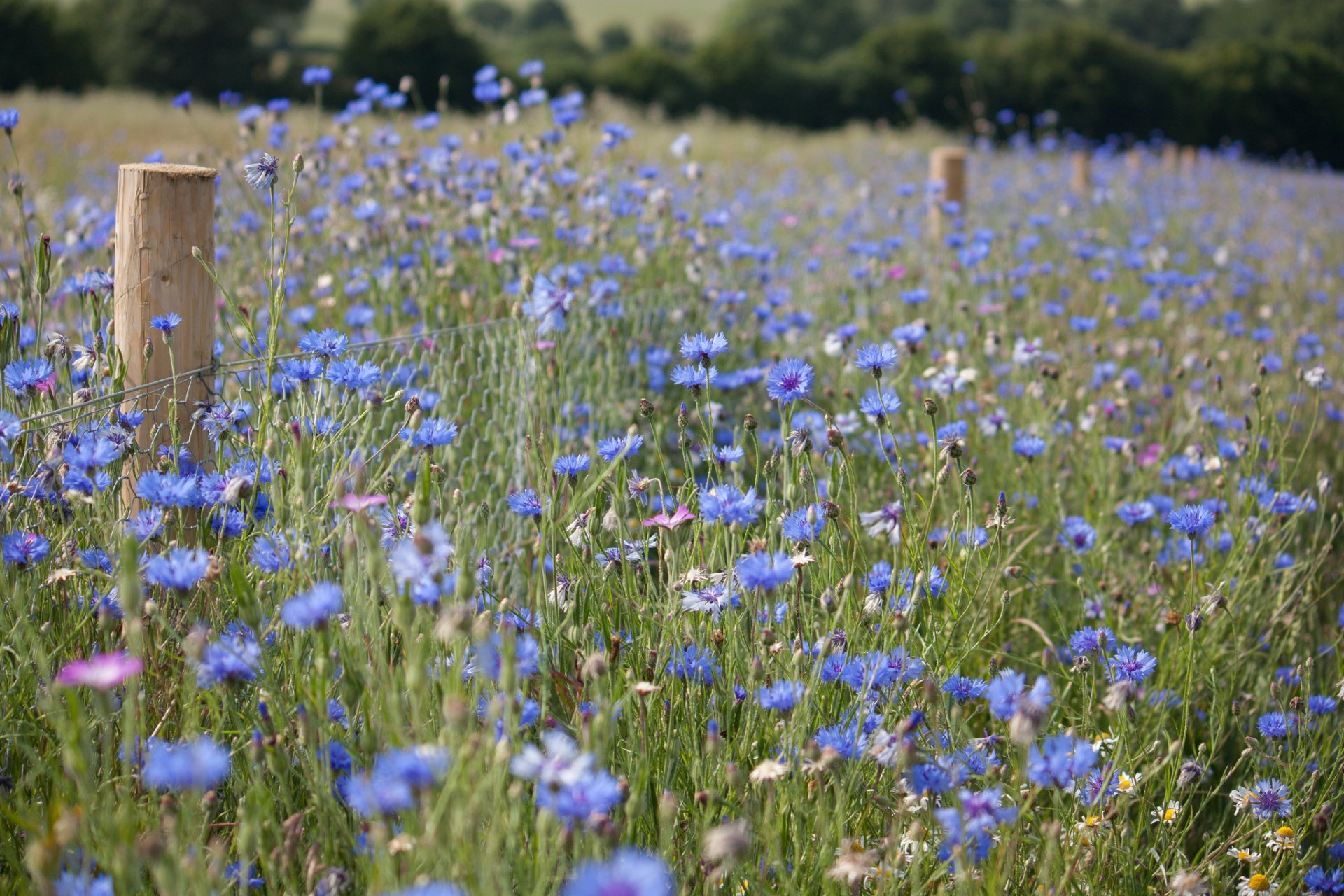 été champ clairière herbe fleurs bleuets clôture clôture