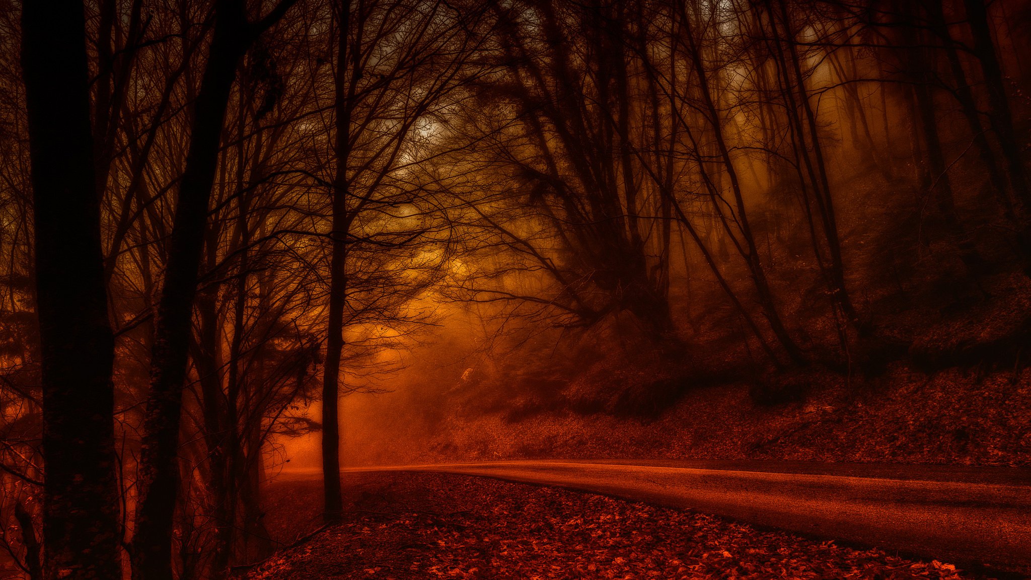 nature landscape forest autumn tree road