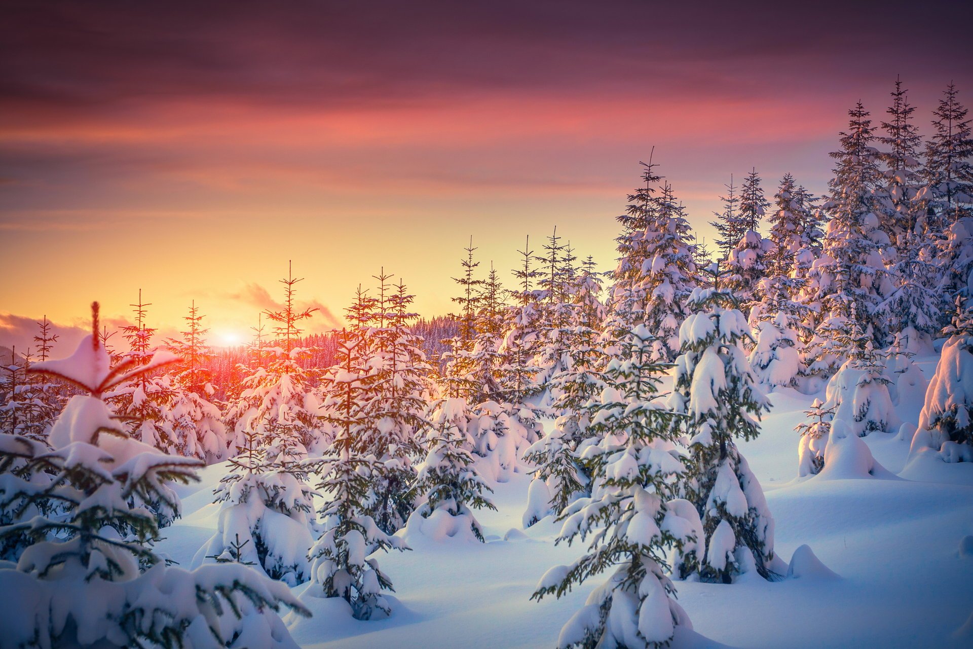 hiver nature neige arbre coucher de soleil hiver arbres arbres de noël