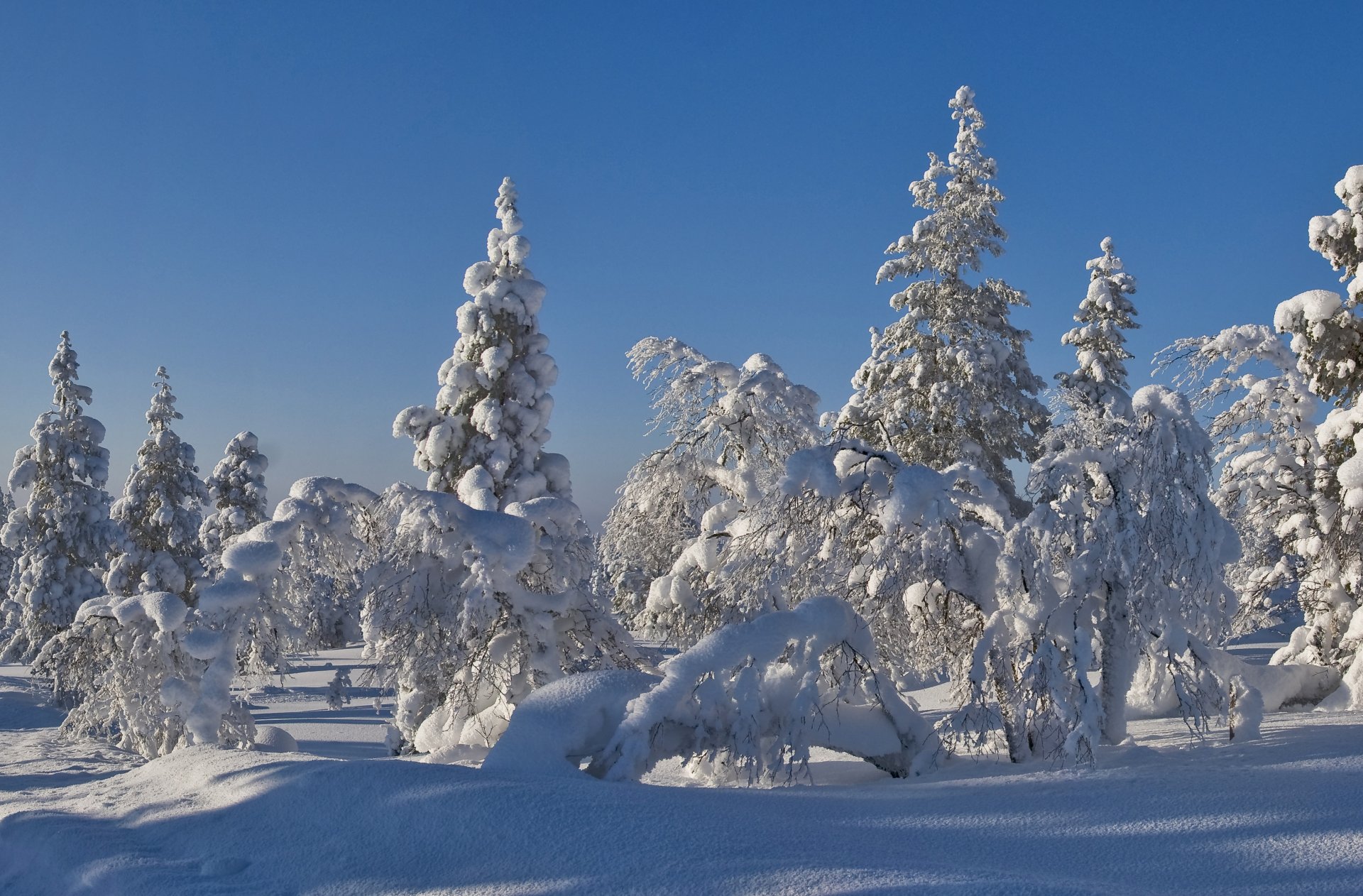 cielo foresta abete rosso alberi neve gelo inverno albero di natale paesaggio