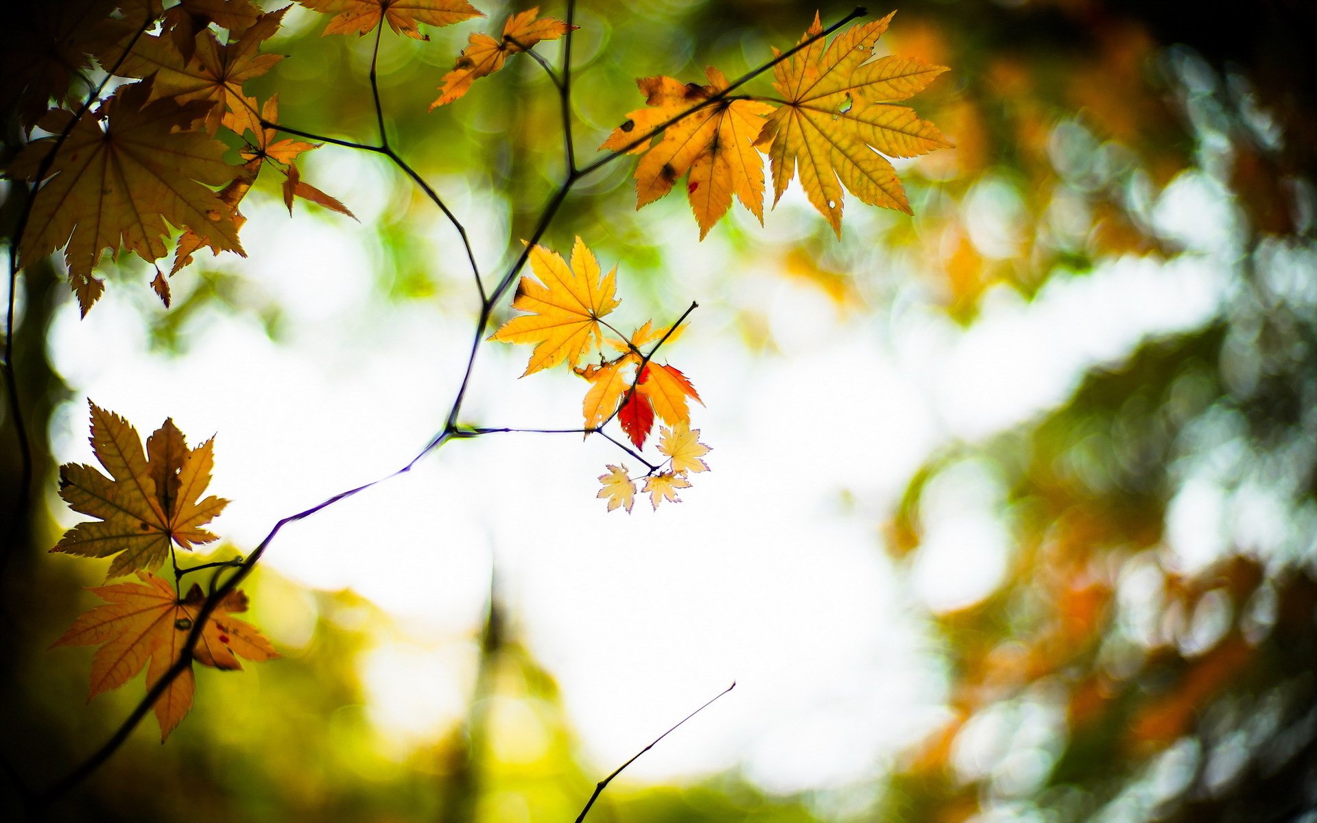 automne feuilles nature