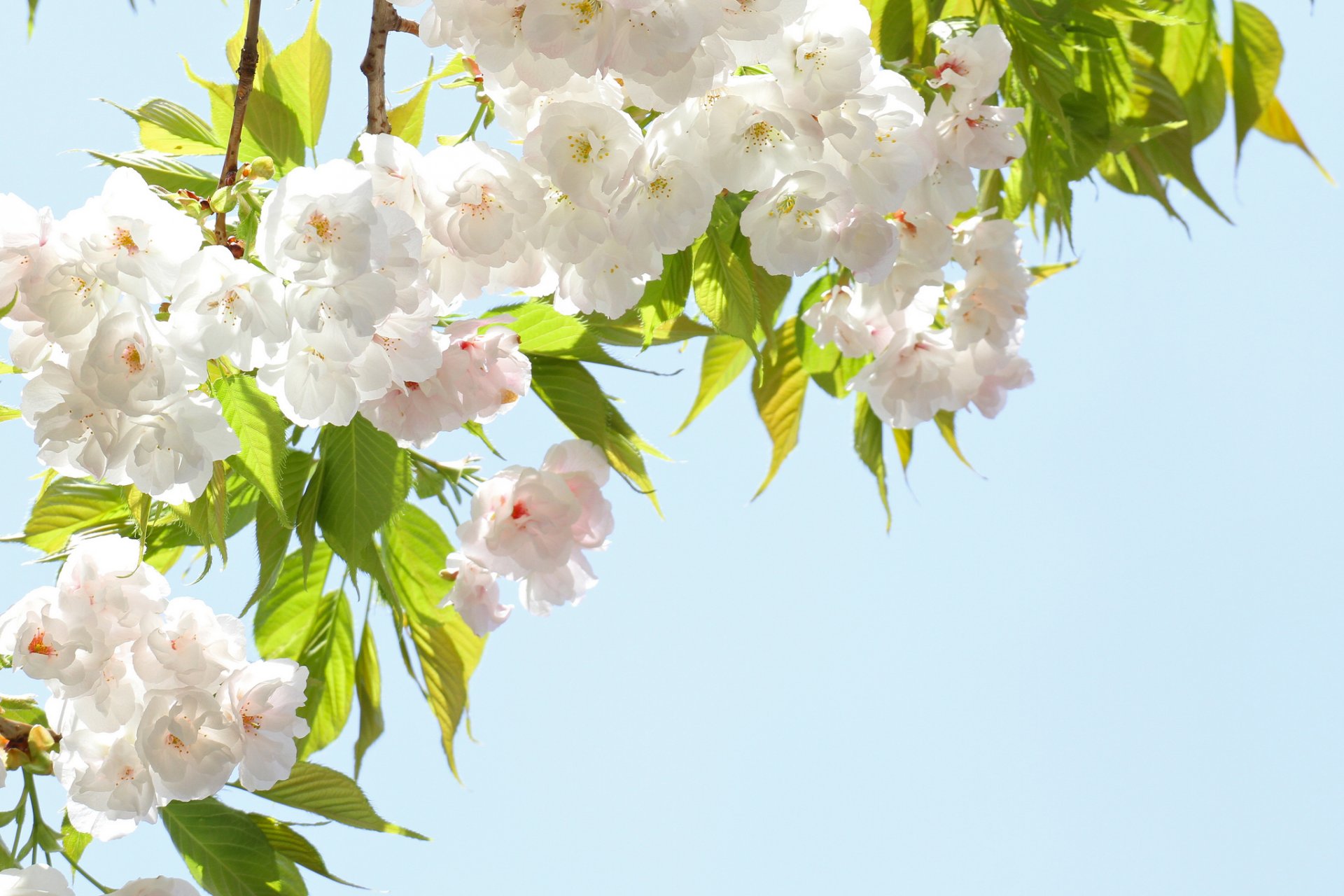 printemps fleurs pétales sakura branches floraison ciel