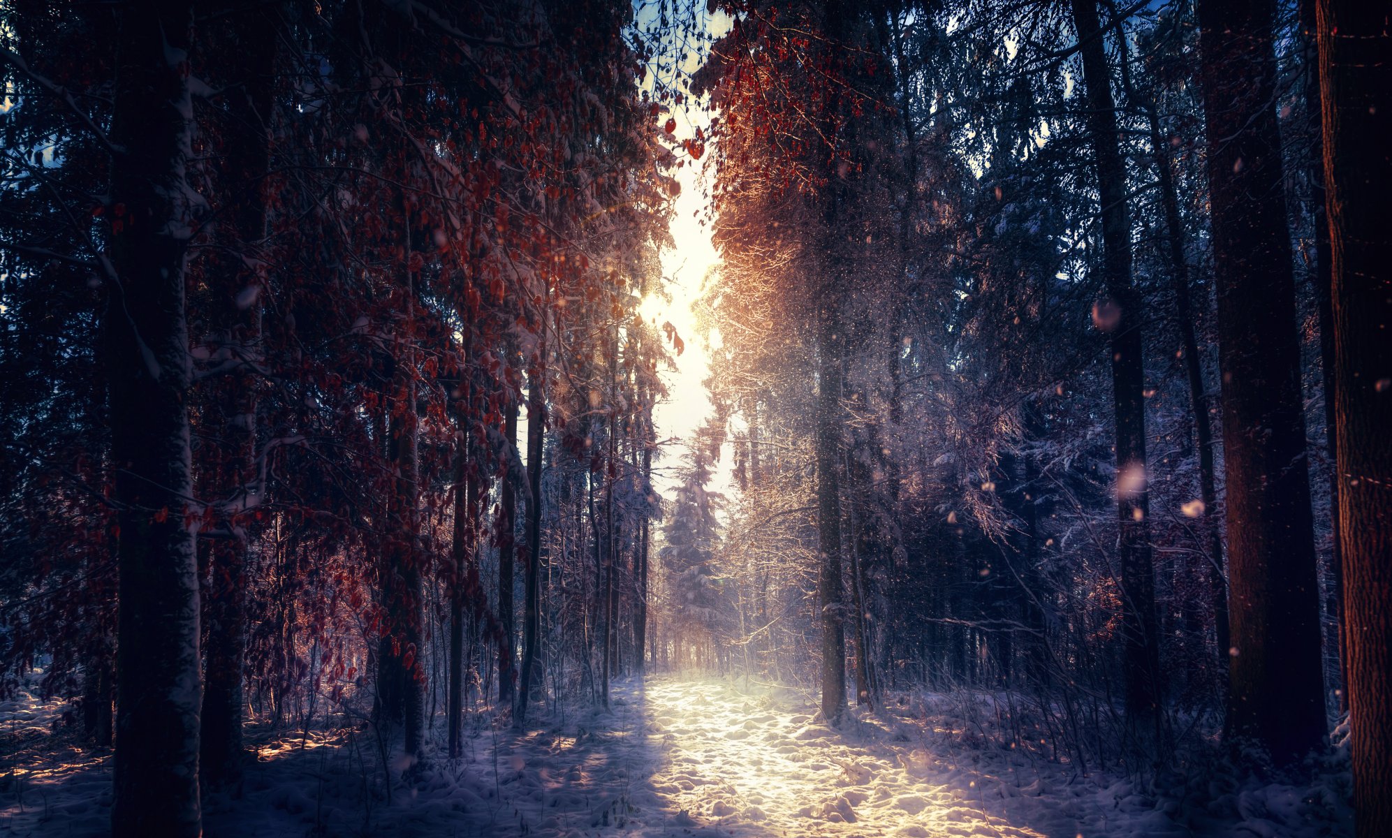 bosque de invierno luz del sol tratamiento