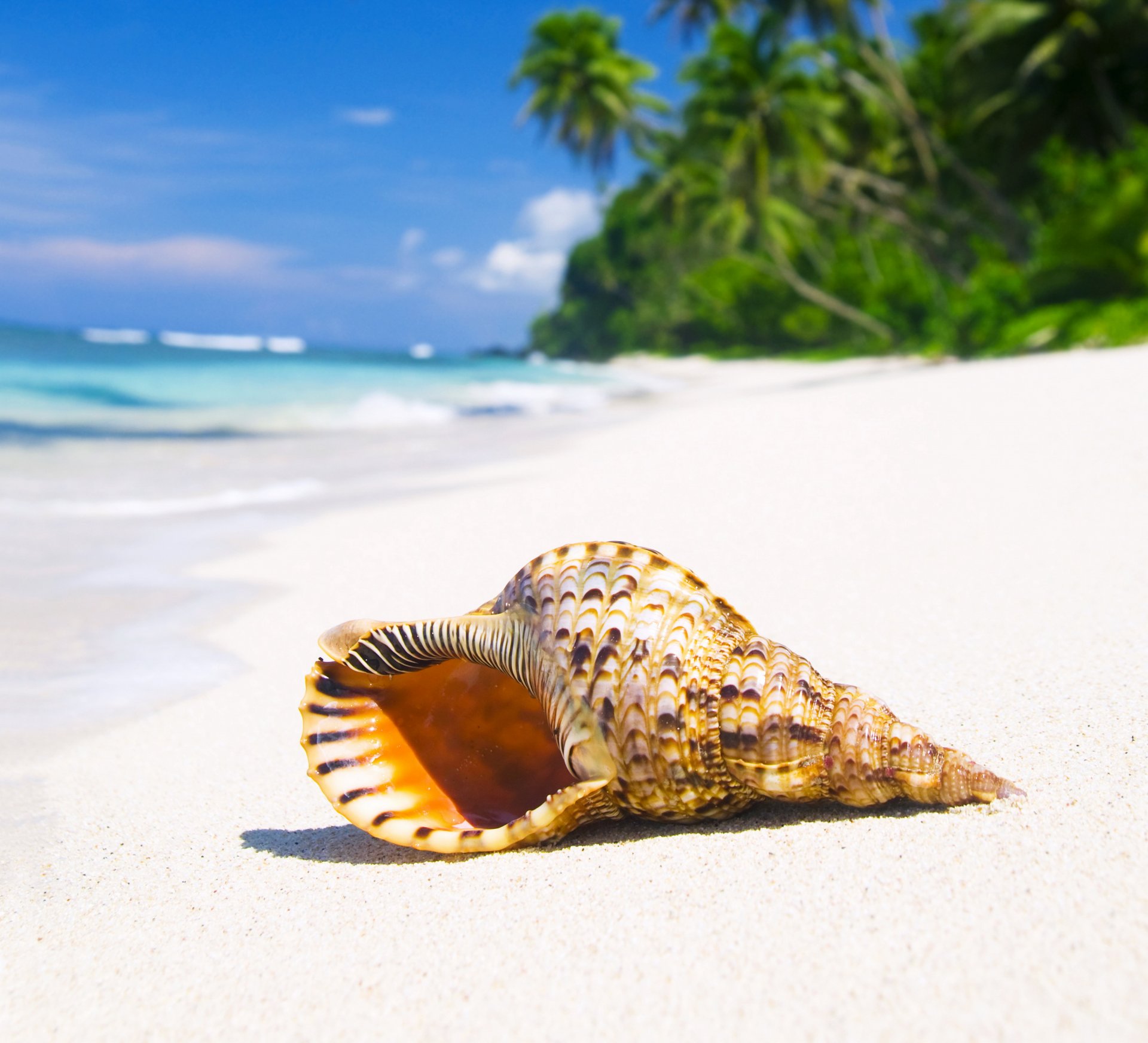 muschel tropisch paradies strand küste meer blau smaragd ozean palm sommer sand urlaub tropen sonne muschel