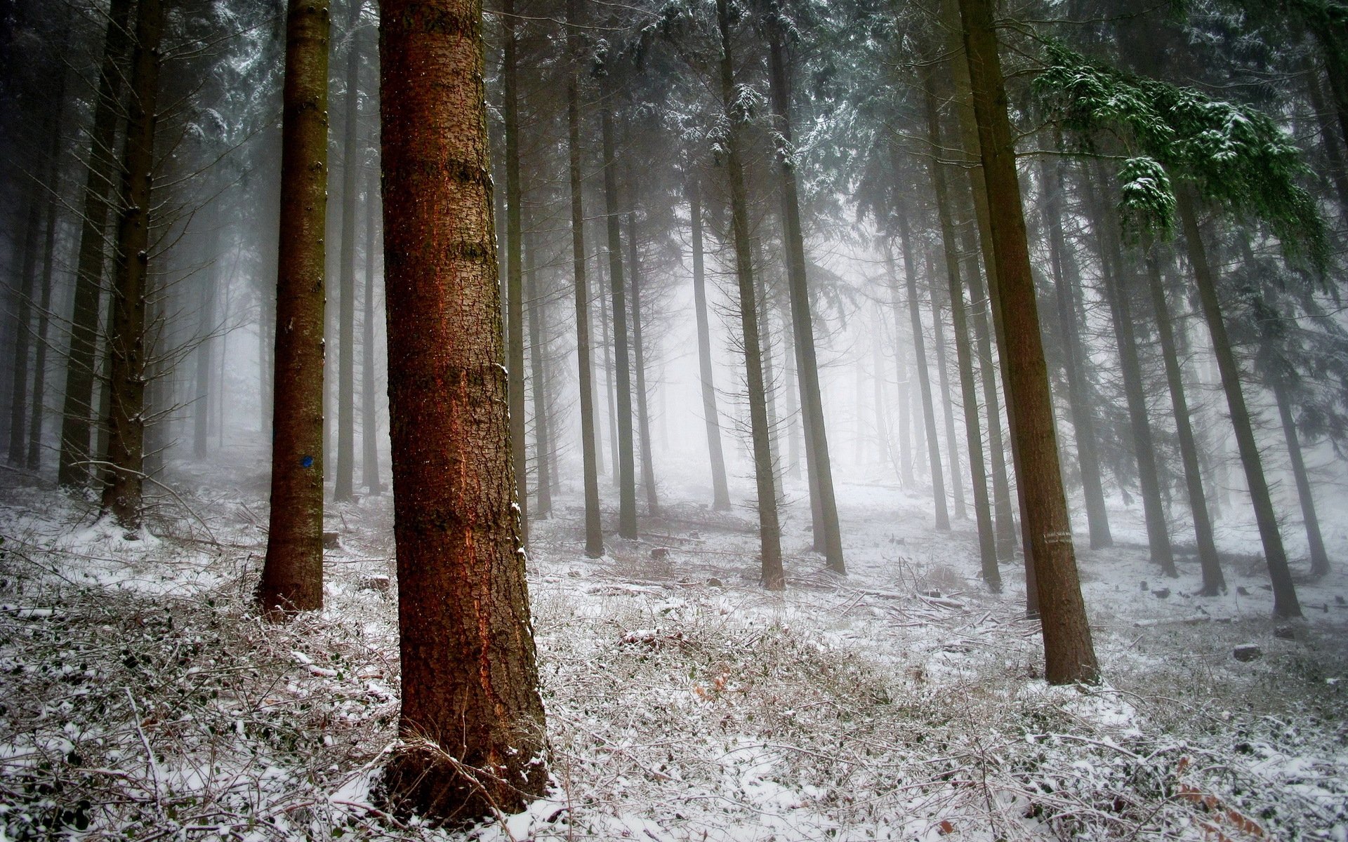 forêt neige nature