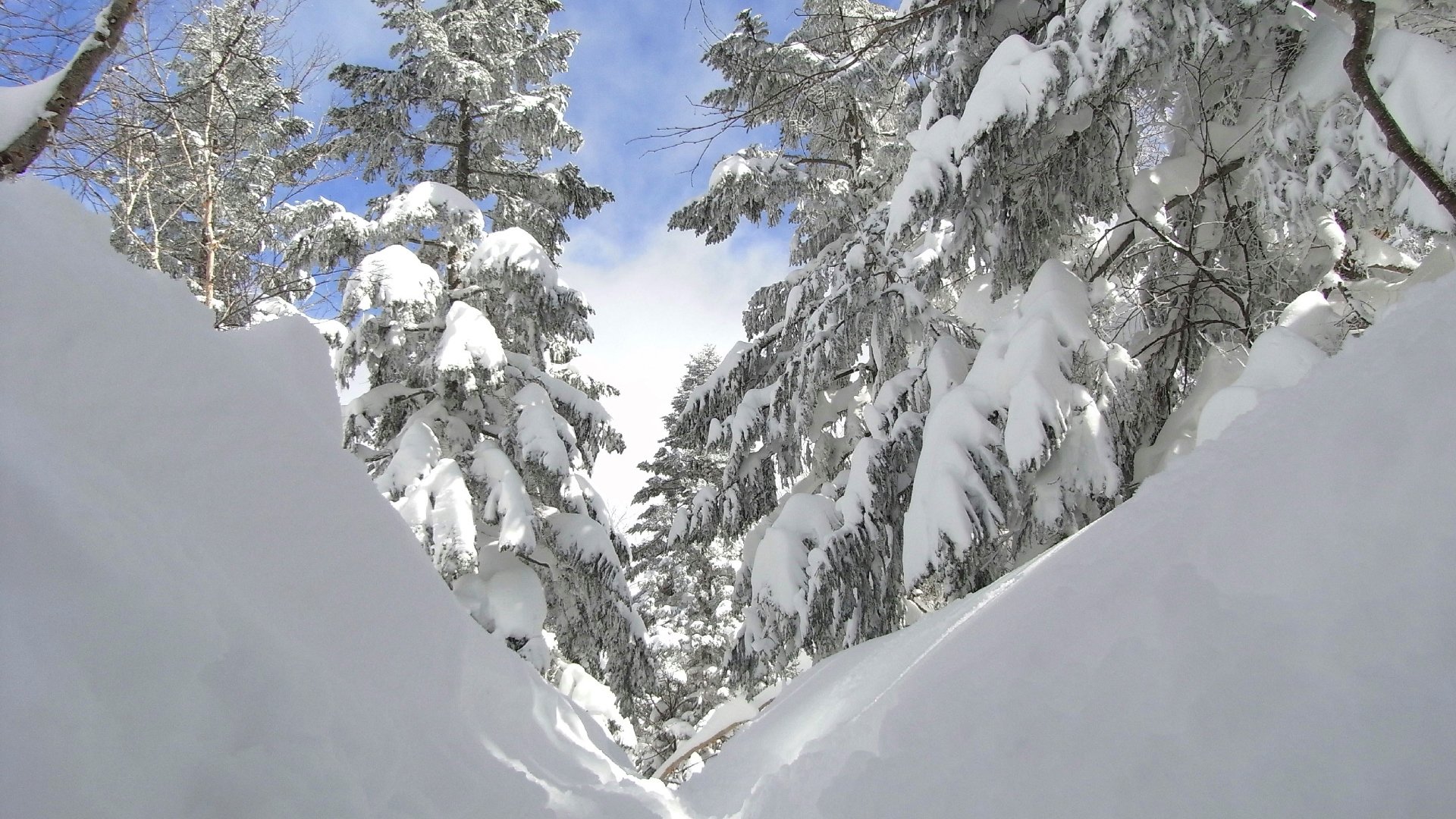 ciel forêt arbres épinette hiver arbre de noël neige neige fond d écran