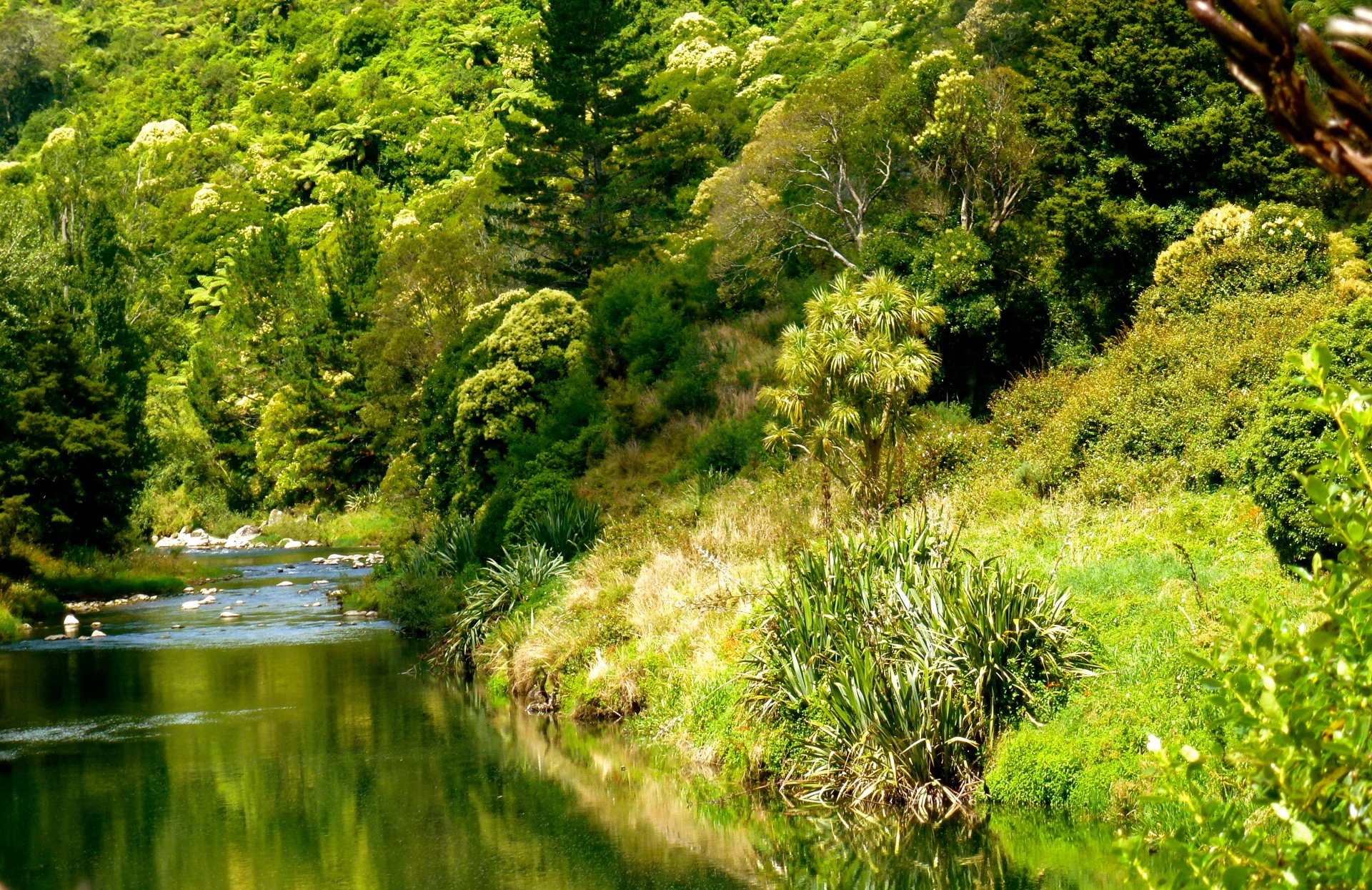 bosque río naturaleza río ohinemuri