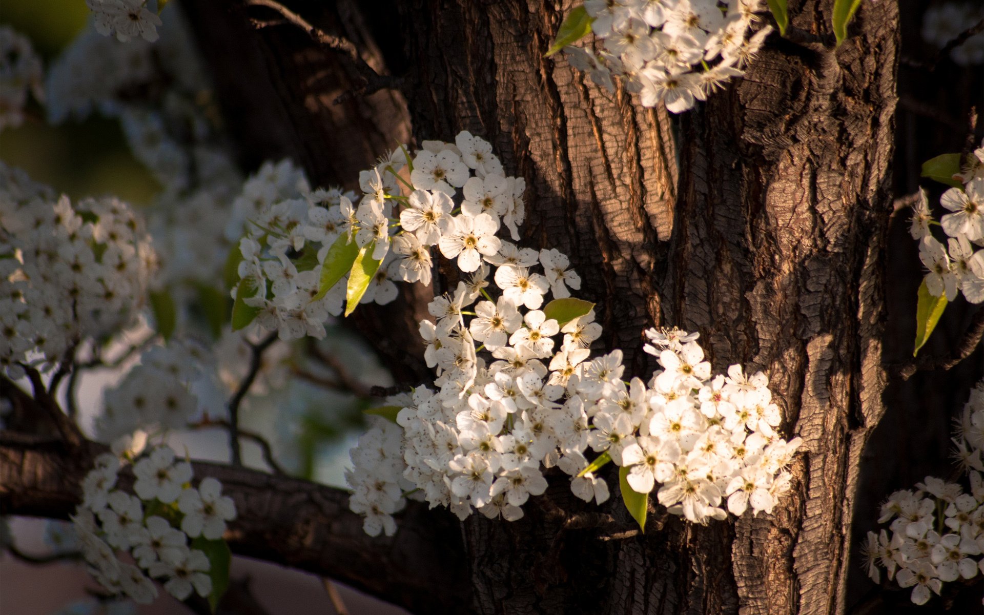 baum stamm rinde blüte blumen frühling