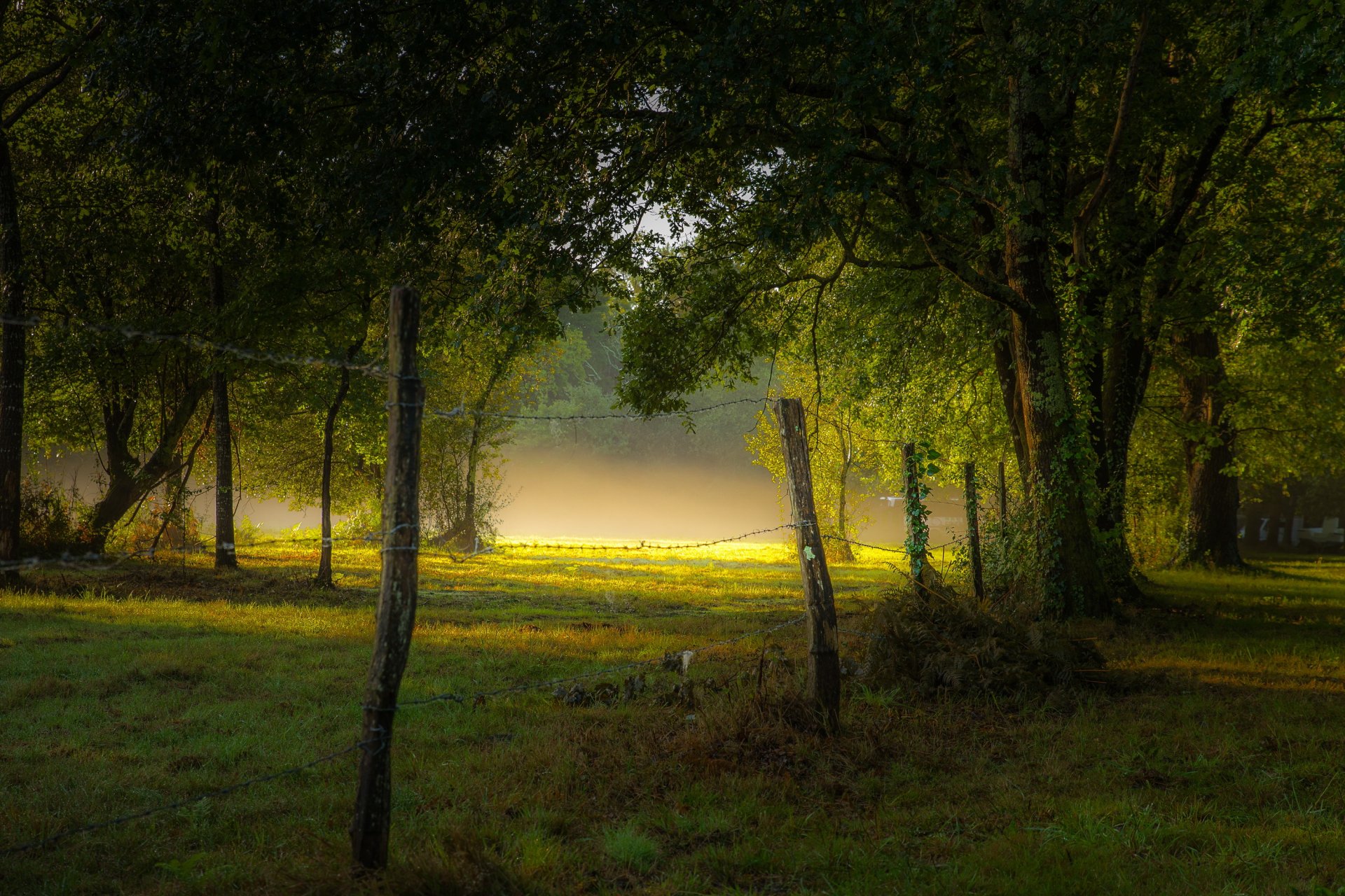 park ogrodzenie mgła poranek lato