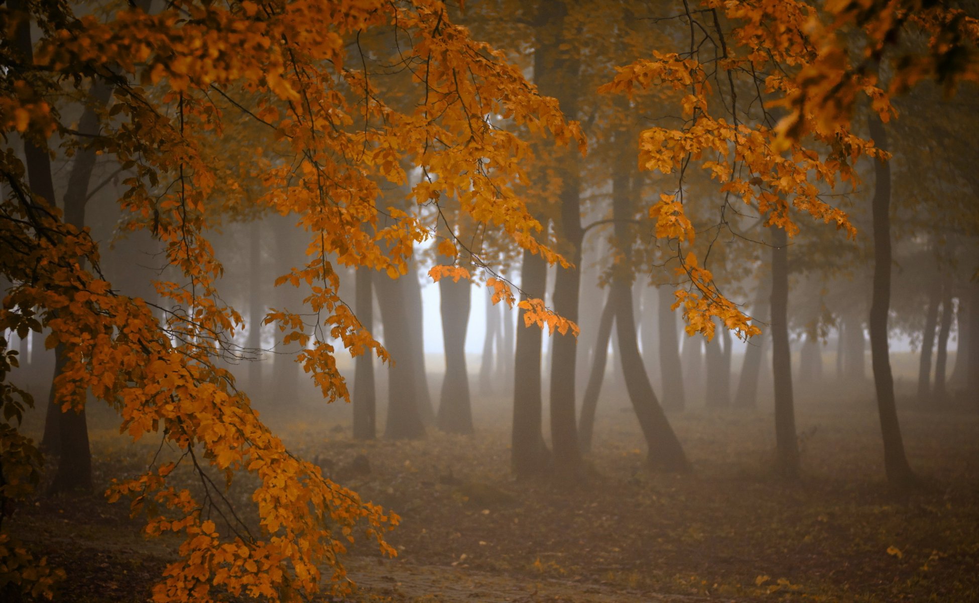 forêt automne brouillard nature