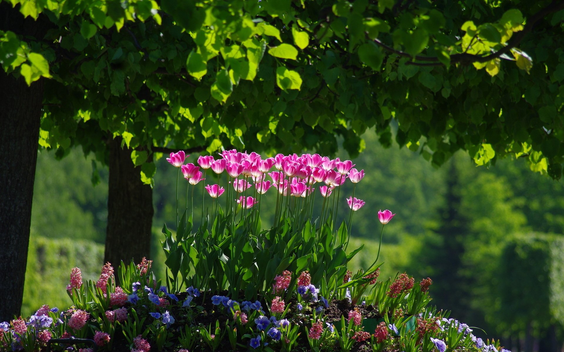 parterre de fleurs tulipes printemps