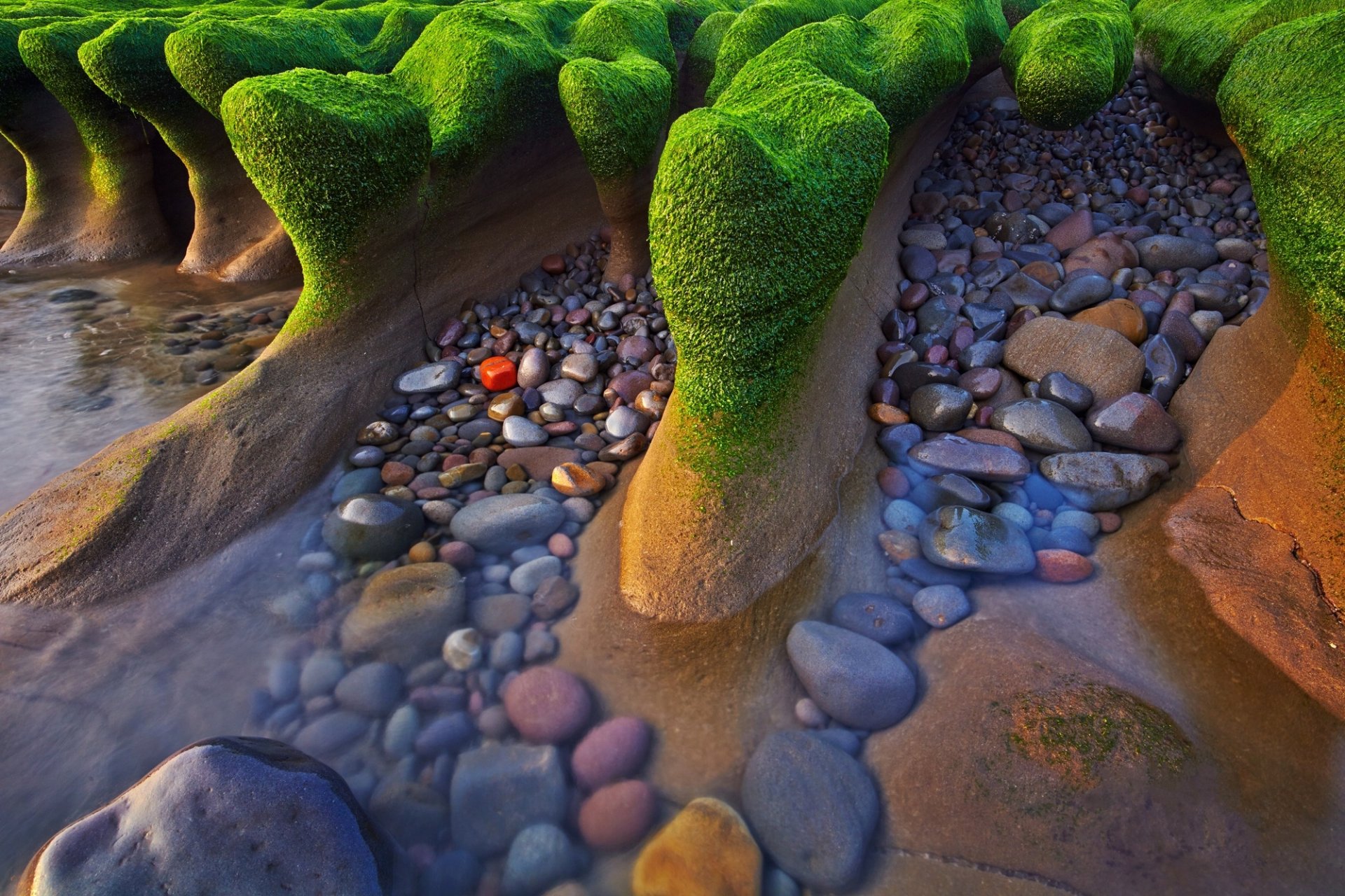 beach sea stones . algae