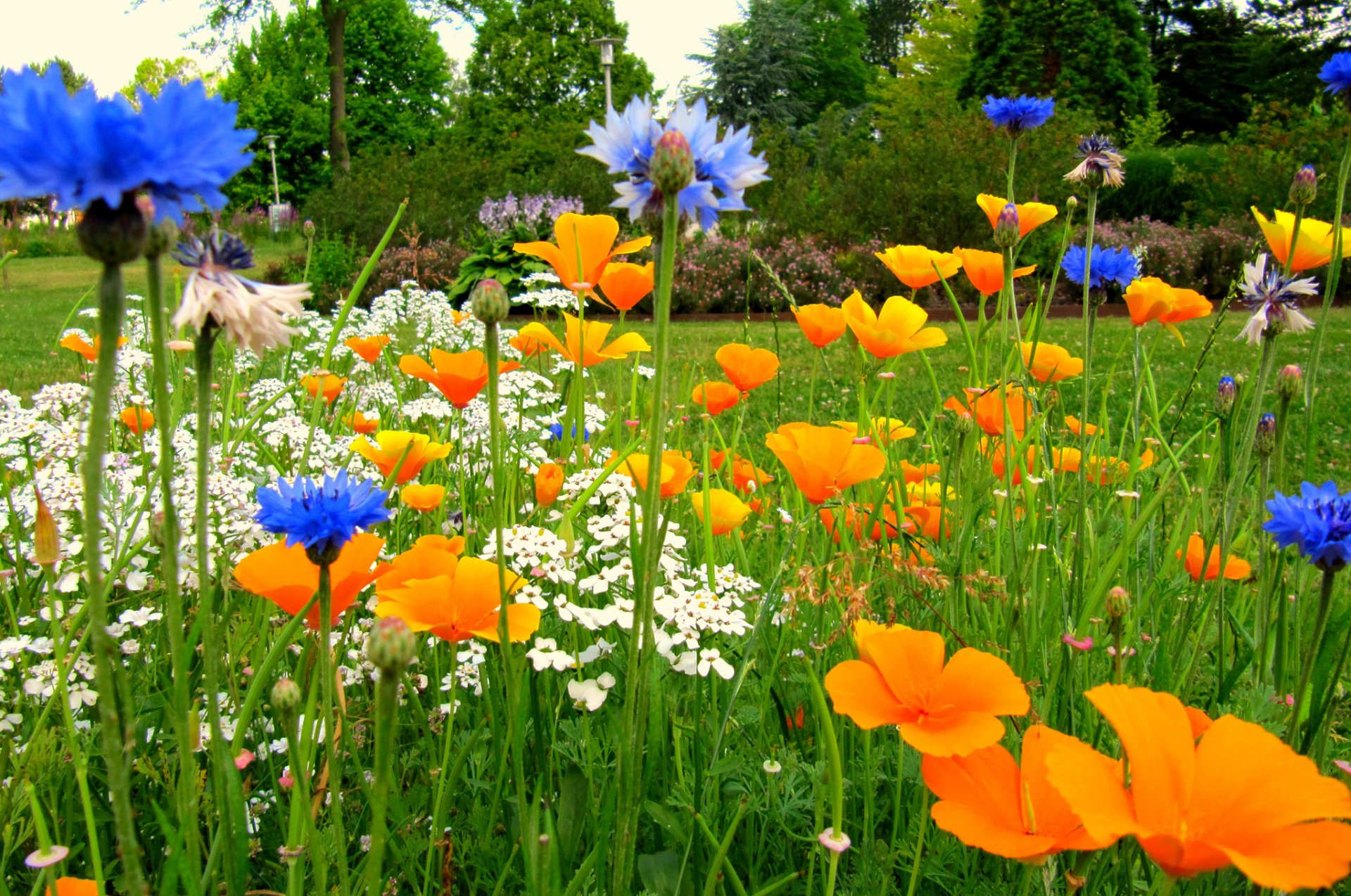 campo prato giardino erba fiori