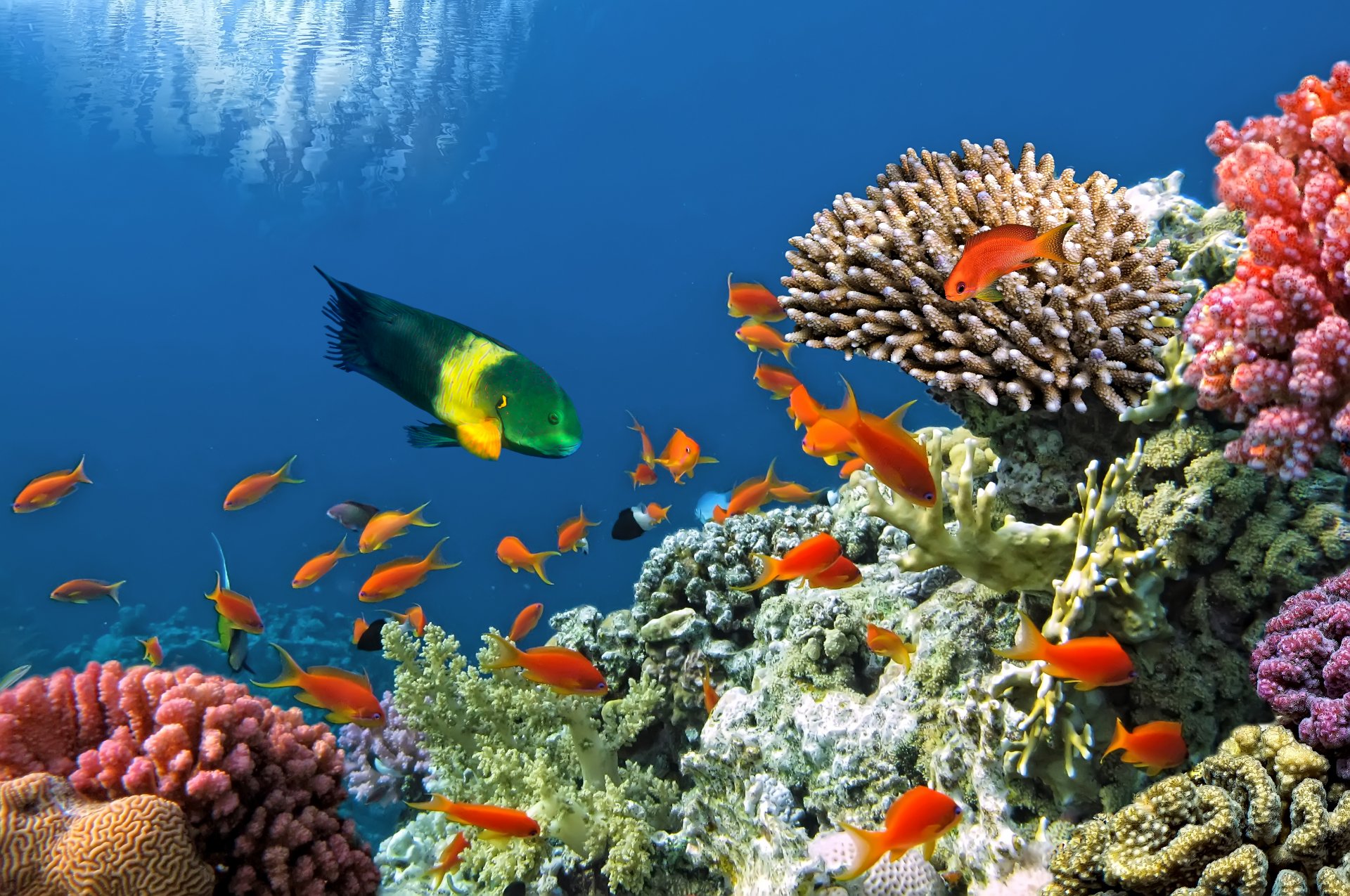 tropical coral arrecife agua océano mundo submarino arrecife de coral peces